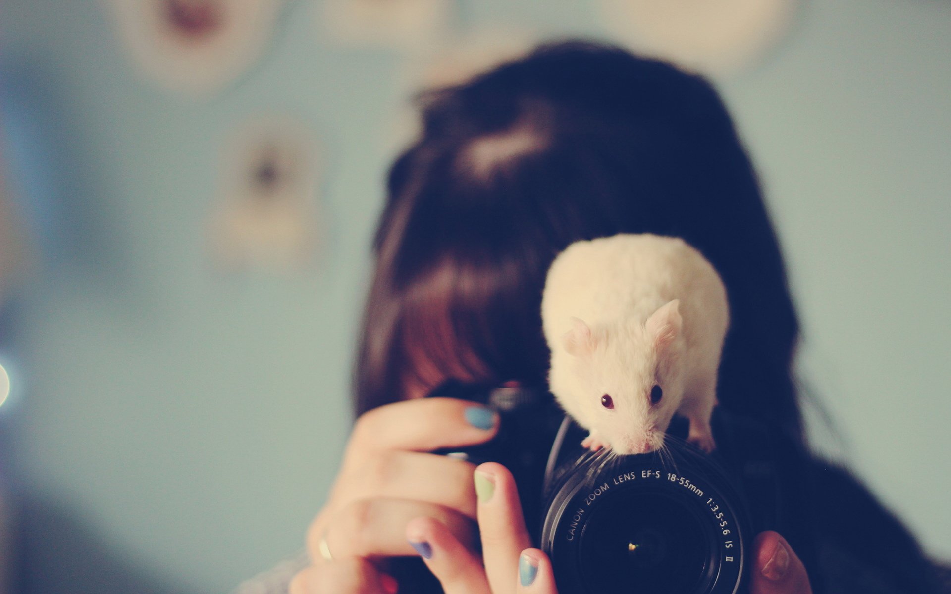 萌宠动物,卖萌图,小白鼠,相机