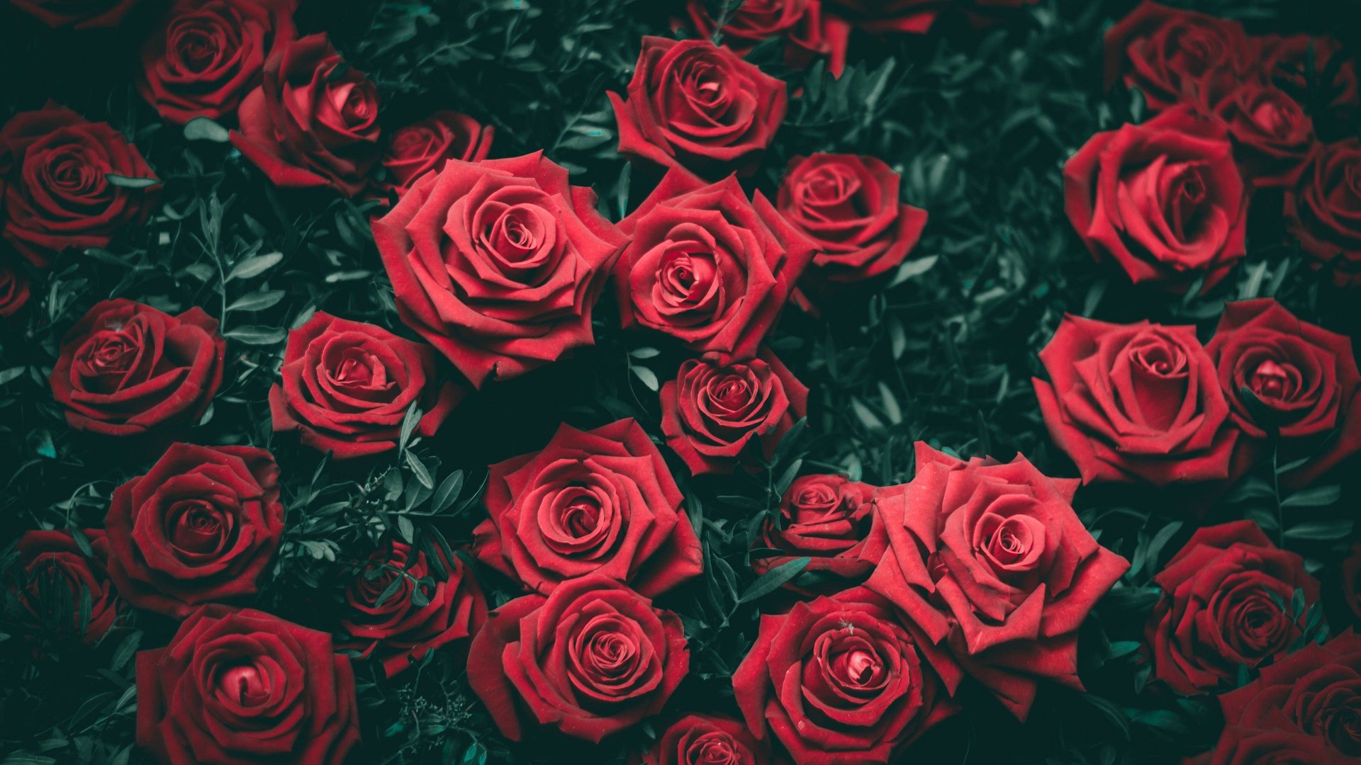 爱情美图,唯美温馨,玫瑰,鲜花