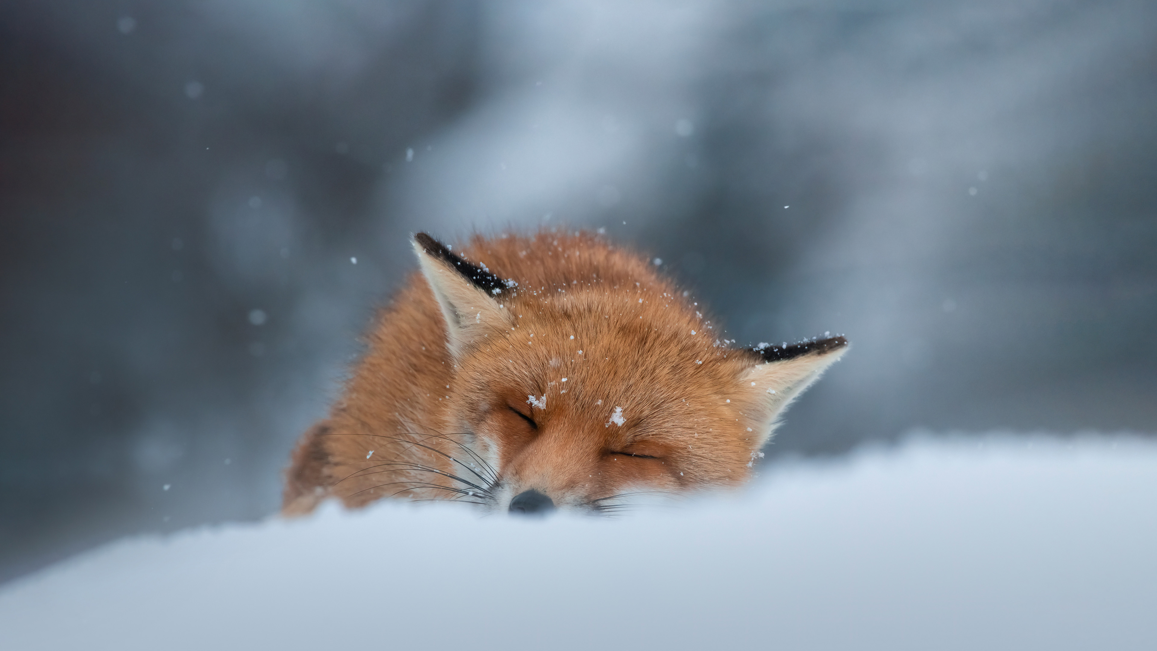 萌宠动物,野生动物,赤狐,大雪