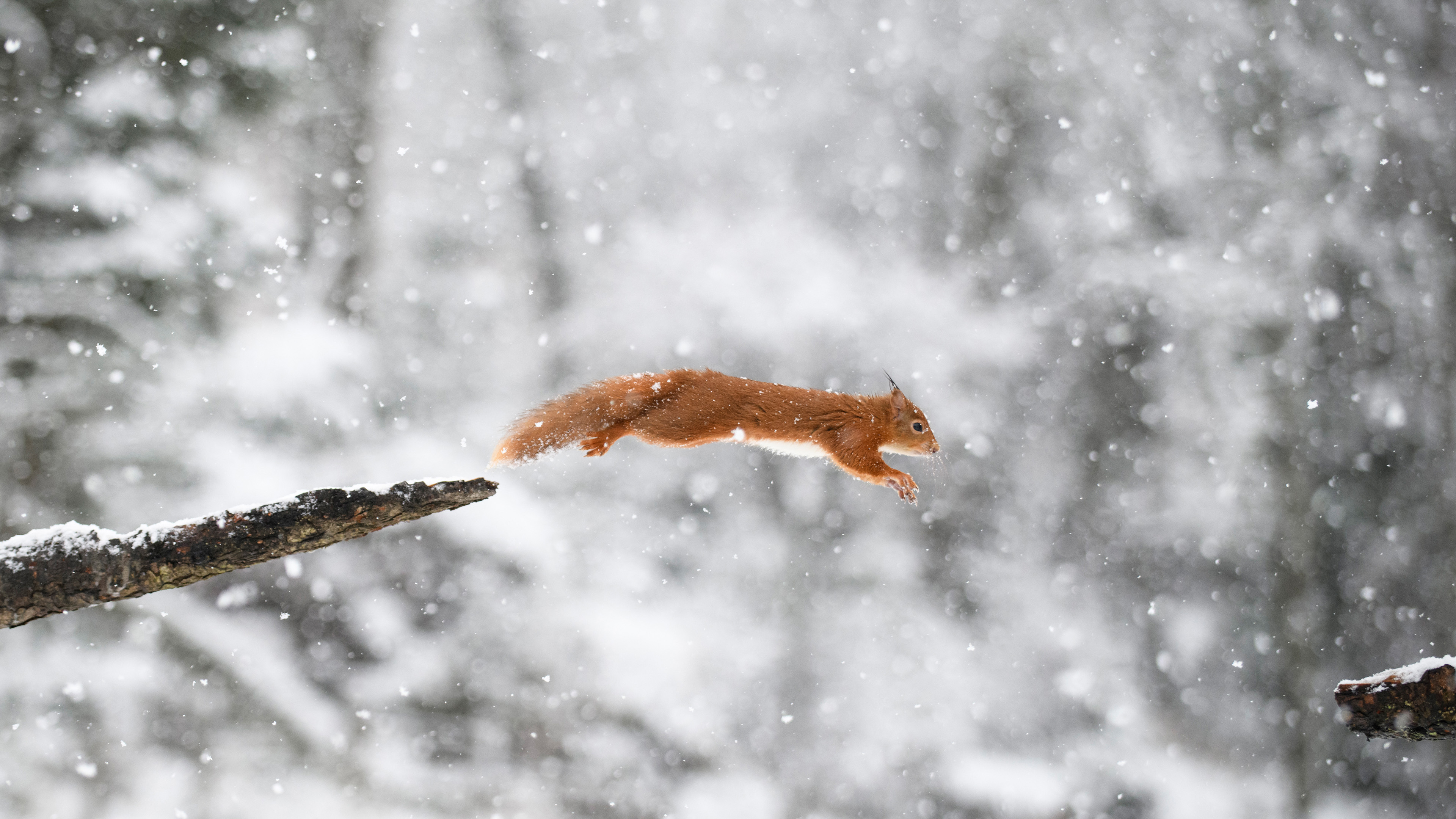 萌宠动物,野生动物,松树,雪天,跳跃