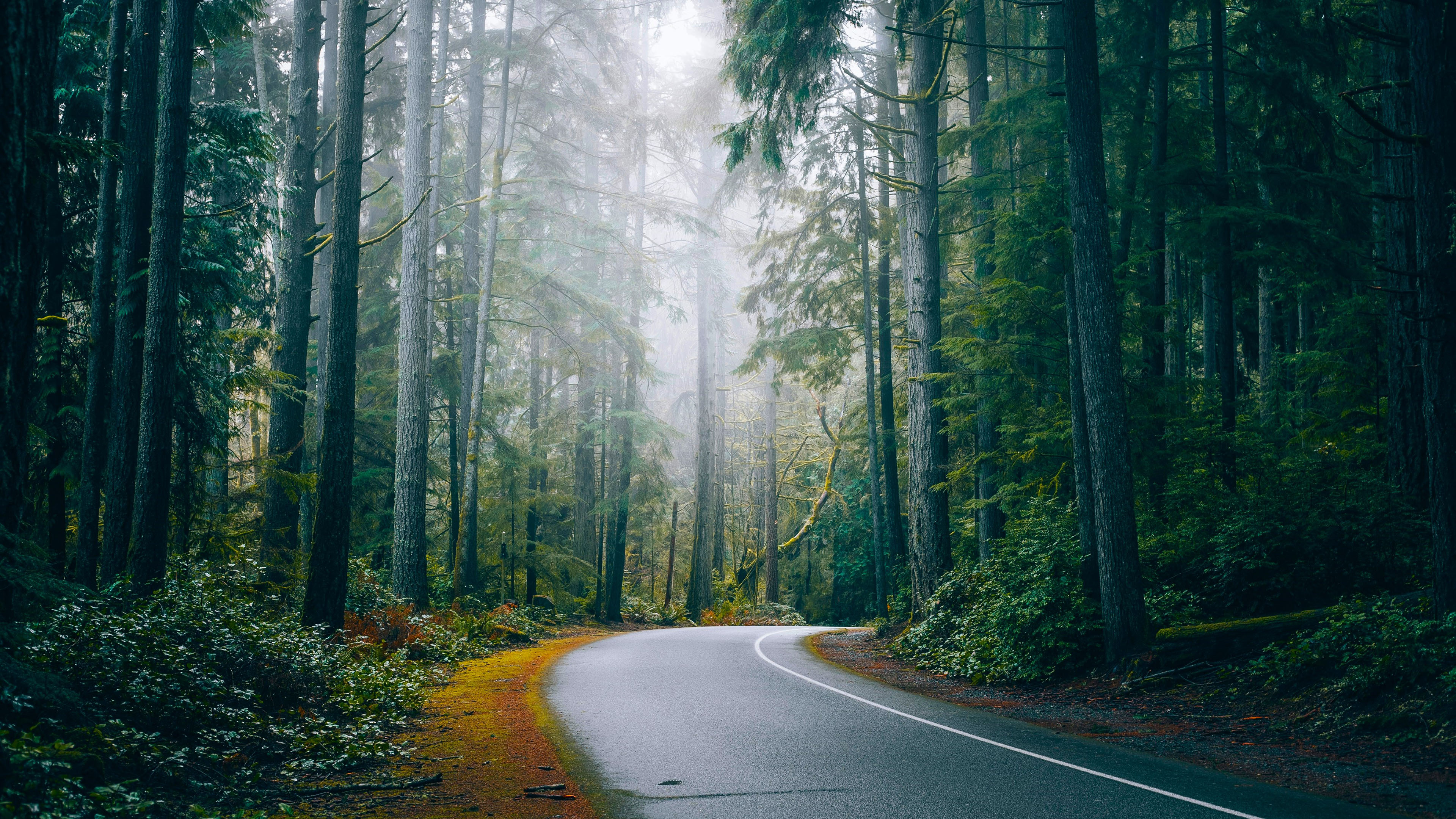 风景大片,公路,树林,迷雾