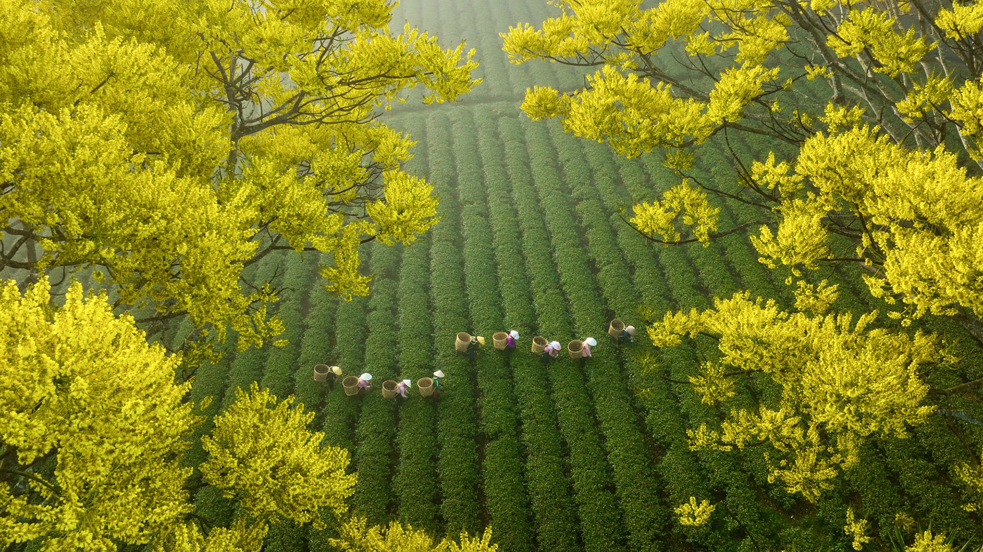 风景大片,春意盎然,采茶,茶园,忙碌